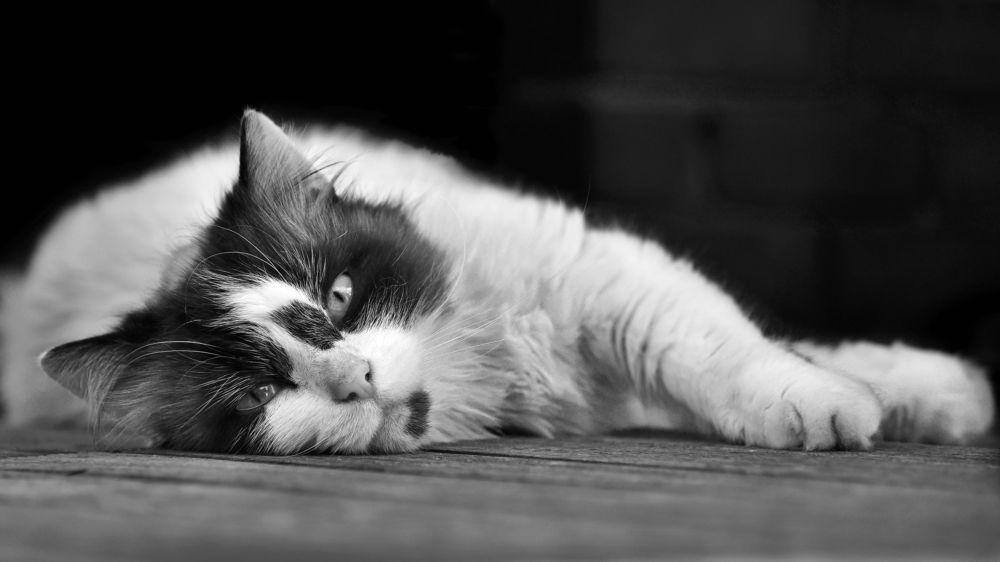 Photograph by Sébastien Wautié