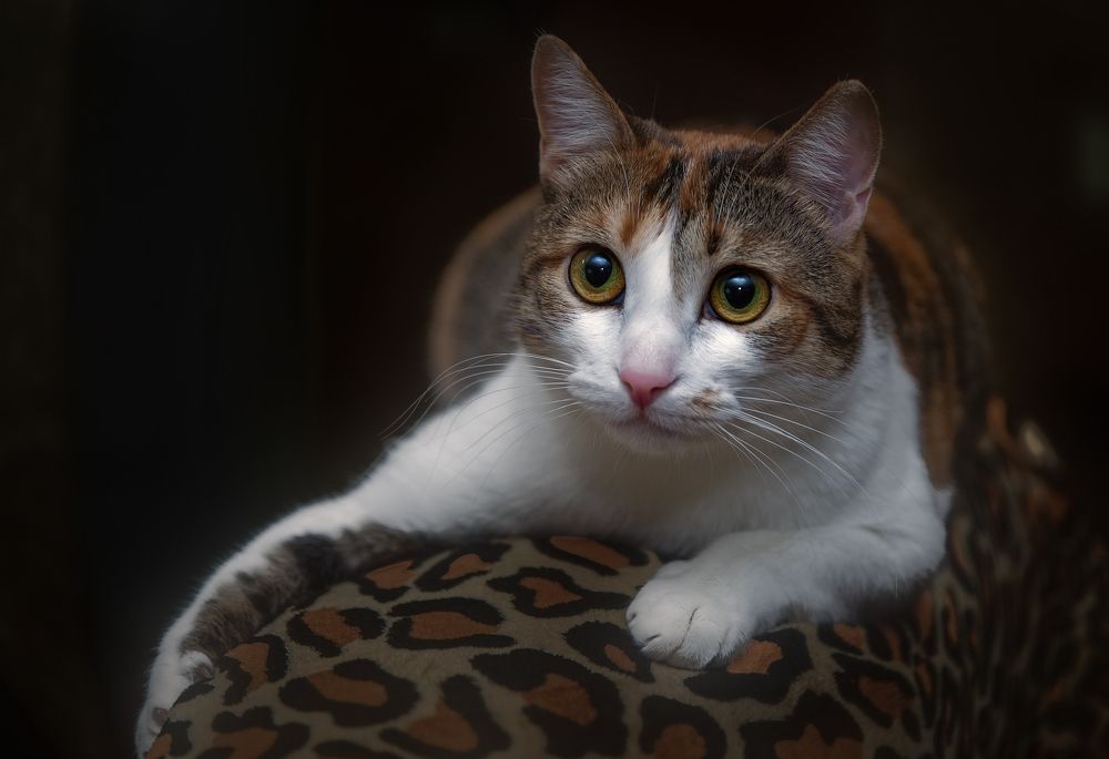 Photograph by Елена Майфет