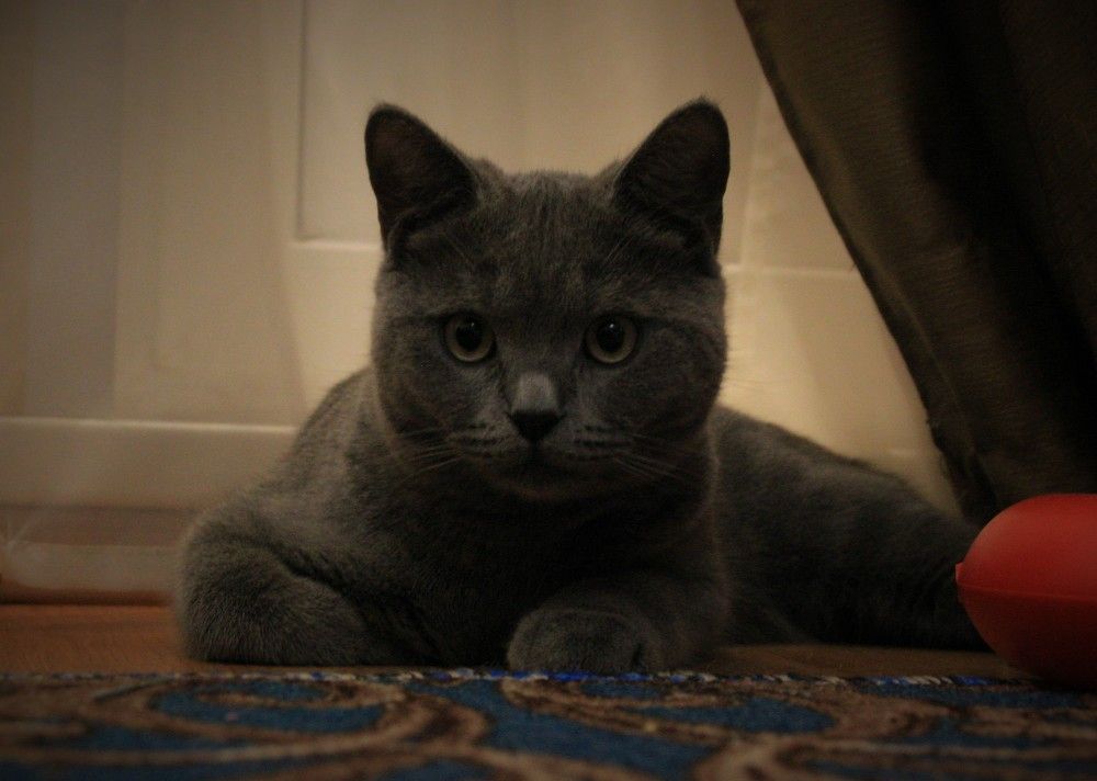 Фотография автора Светлана Овчинникова(Терехова)