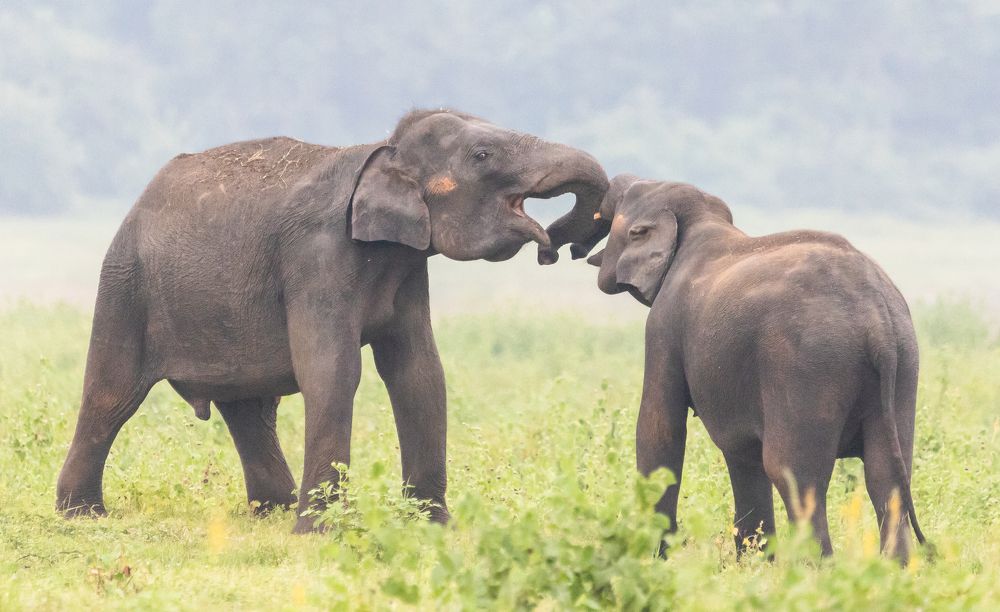 Photograph by Dilan Jayawickrama