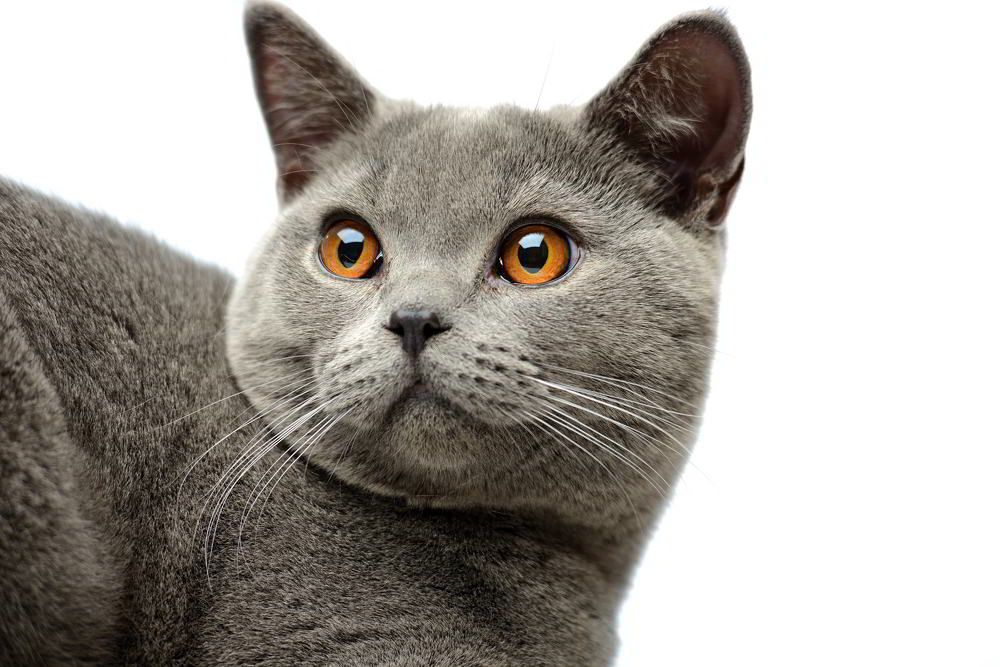 Photograph by Виктор Лагашёв