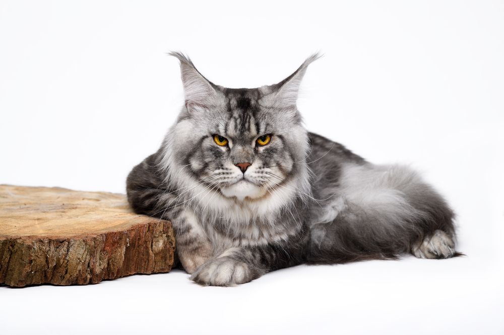 Photograph by Yuri Boichenko