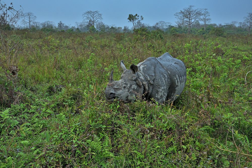 Photograph by hirak majumdar
