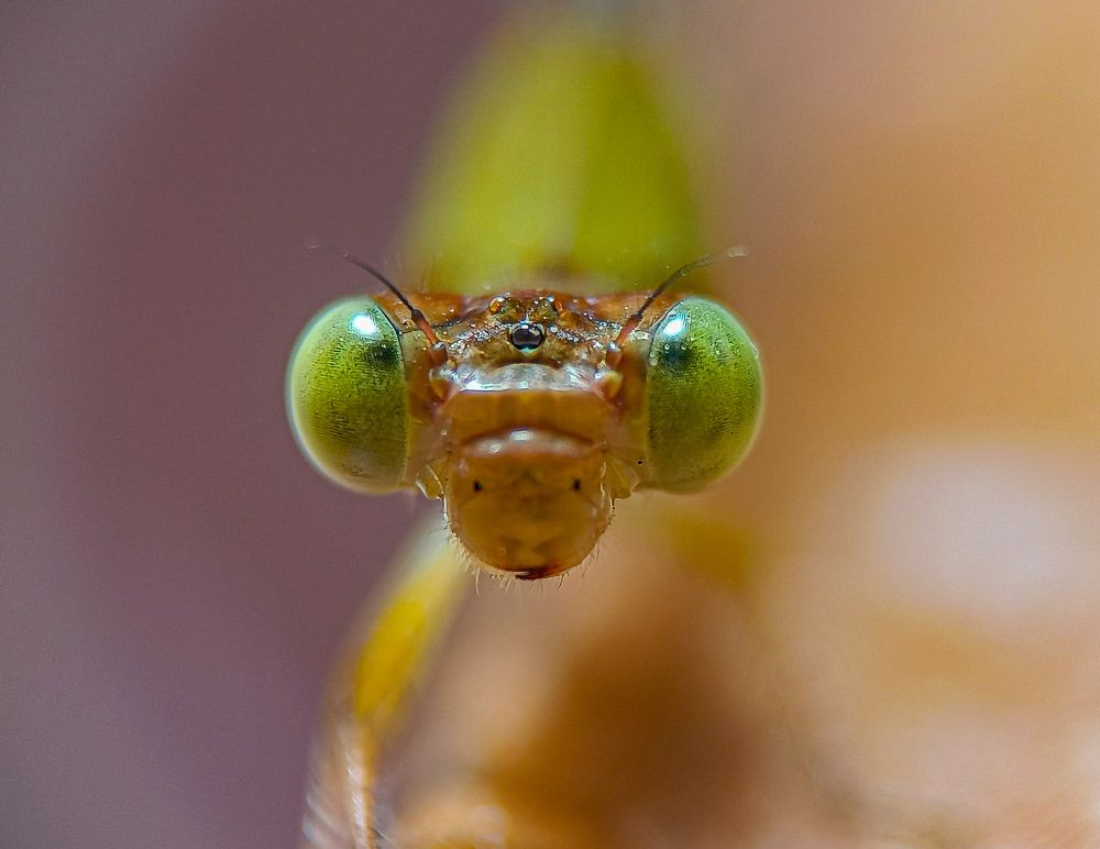 Photograph by Susmita Ghosh