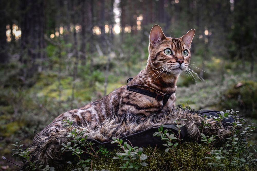 Неизгладимое впечатление