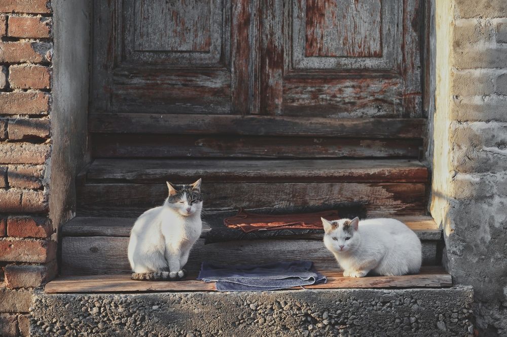 Photograph by Nika Varnazova