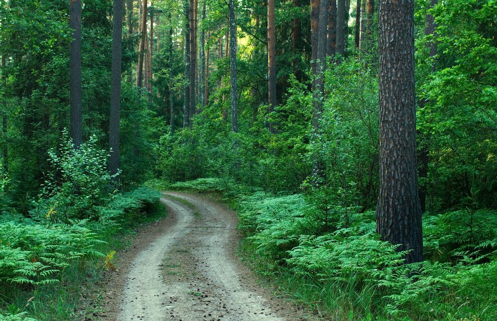 Там, за поворотом ...