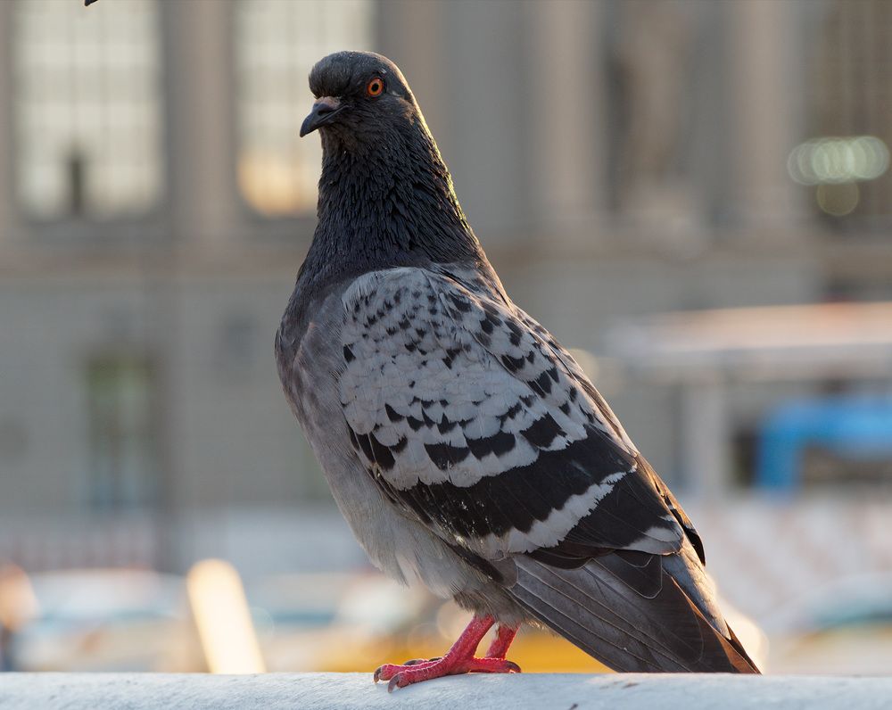 Photograph by Павел Кулинич