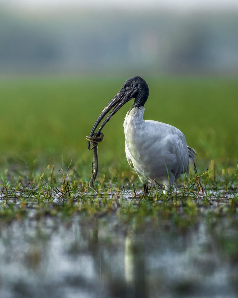 Photograph by Arpan Hanra