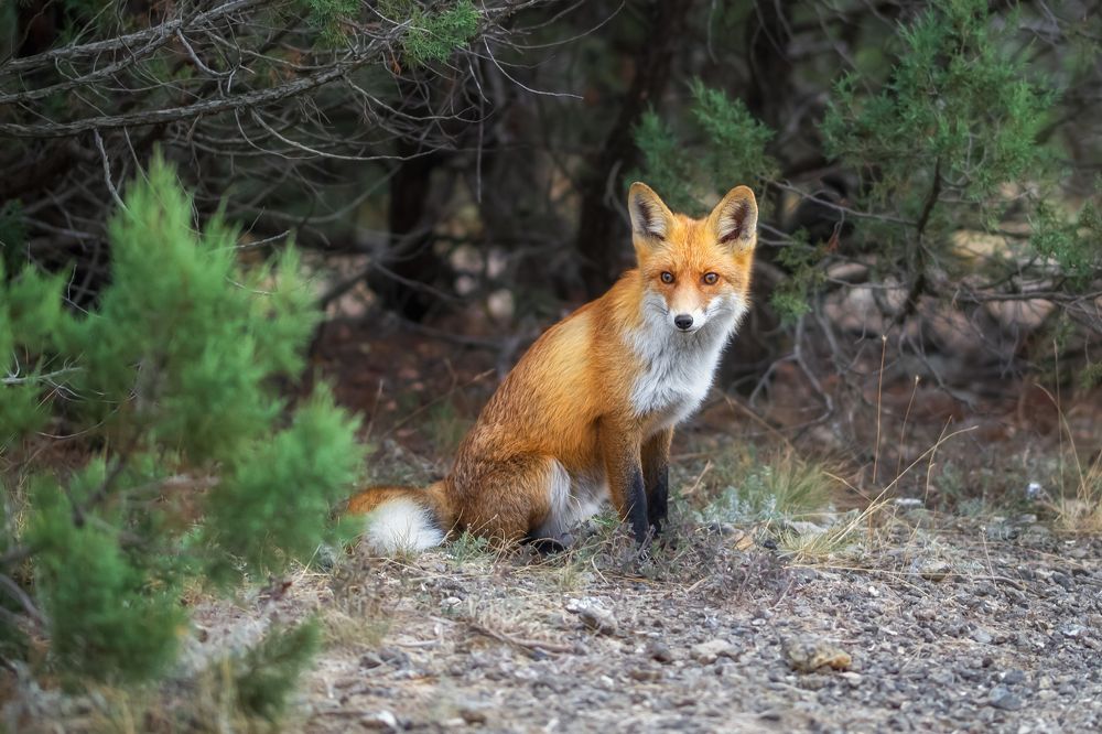 Фотография автора Дмитренко Екатерина
