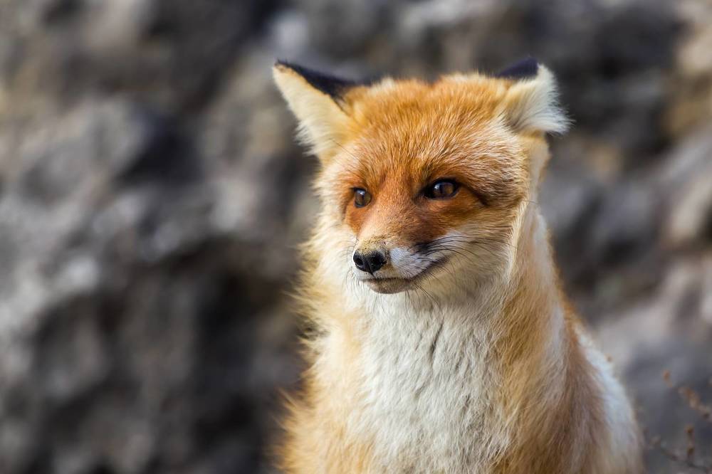 Фотография автора Дмитренко Екатерина