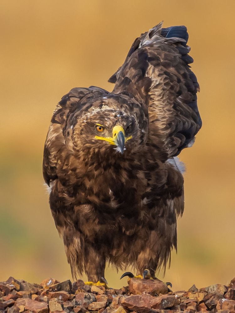 Make way for the boss.