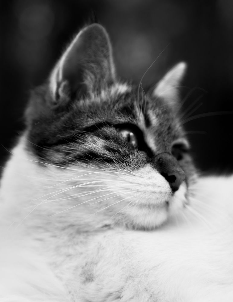 Photograph by seyed mostafa yousefi