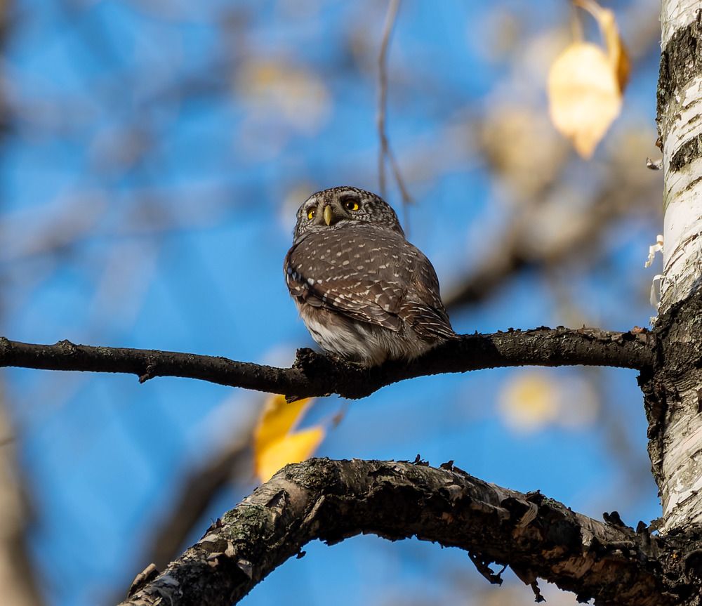В ожидание мышки -:))
