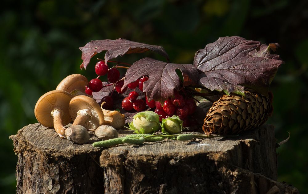 Угощение для белочки