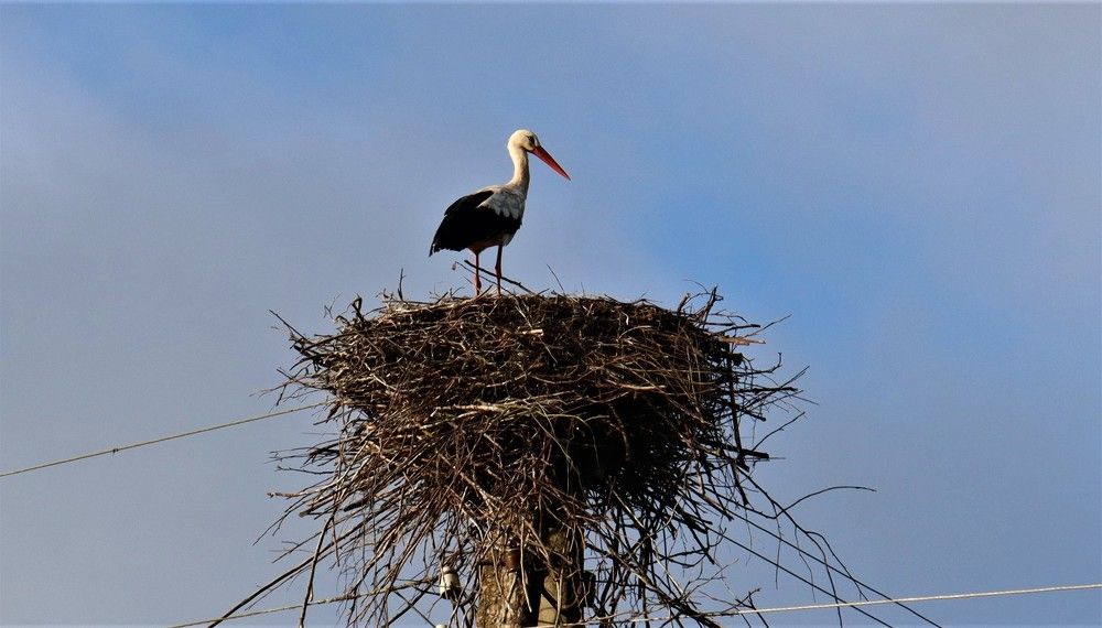 Photograph by ОЛЬГА ДЕРБЕНЕВА