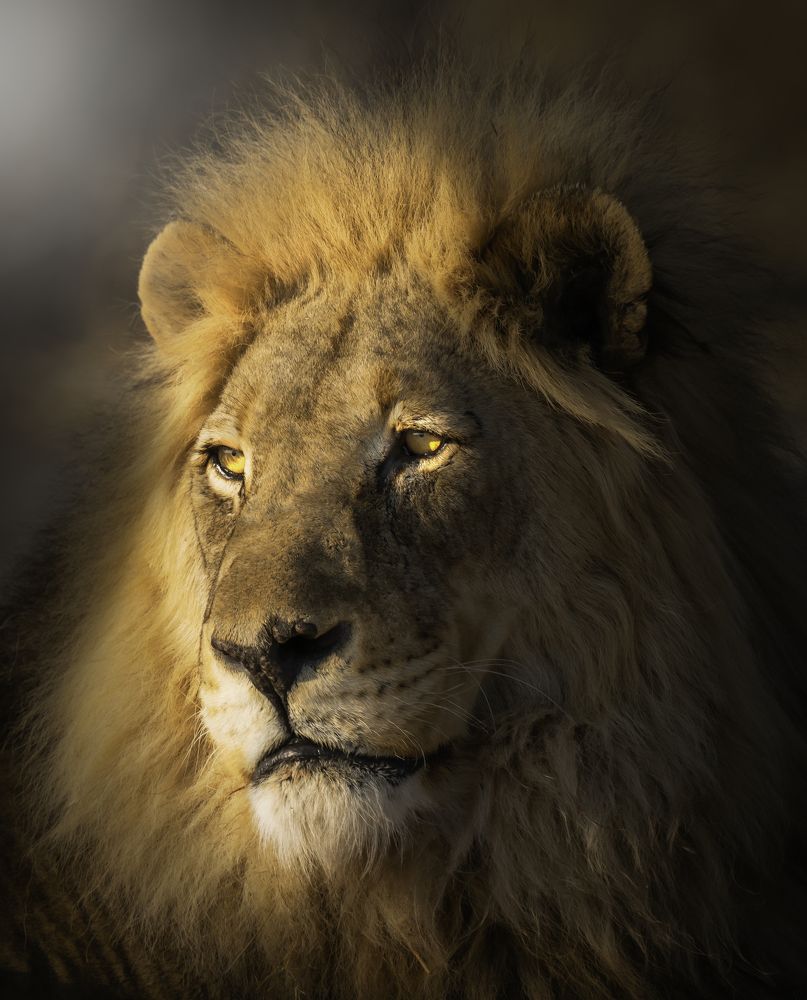 A portrait of a king