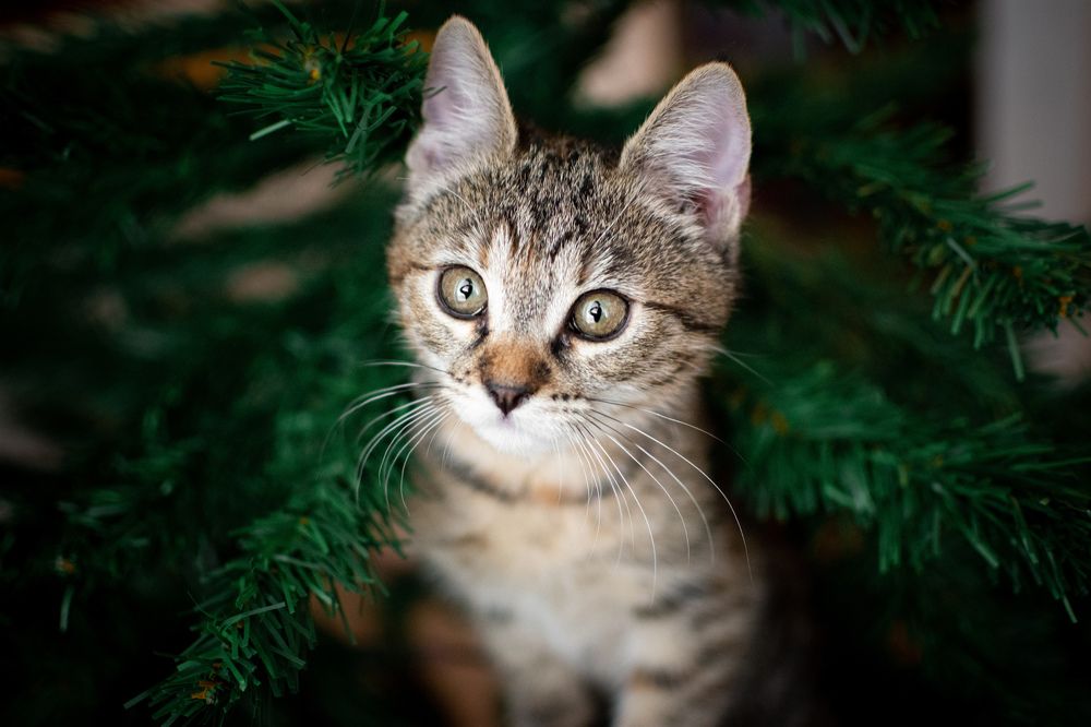 Ornament on the chrismas tree