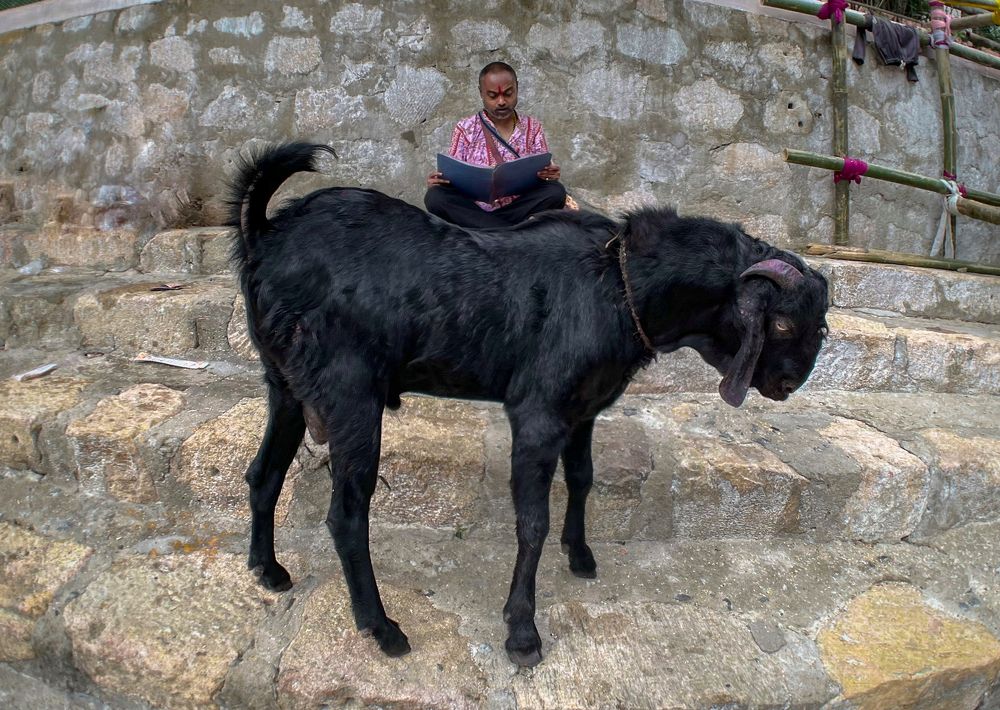 Seating over the goat