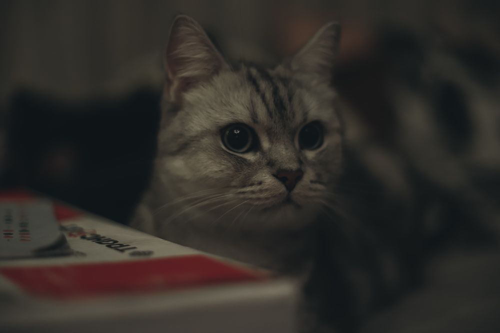 Photograph by Djilma Dark