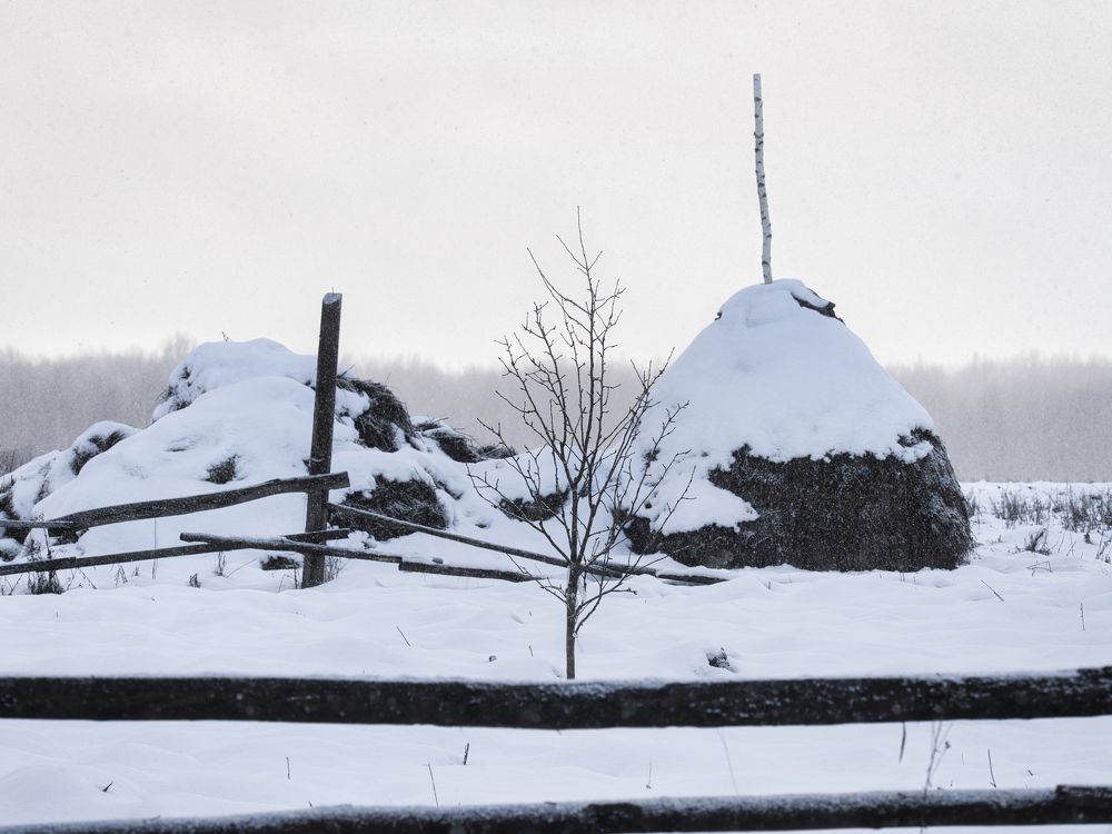 Зимняя безмятежность