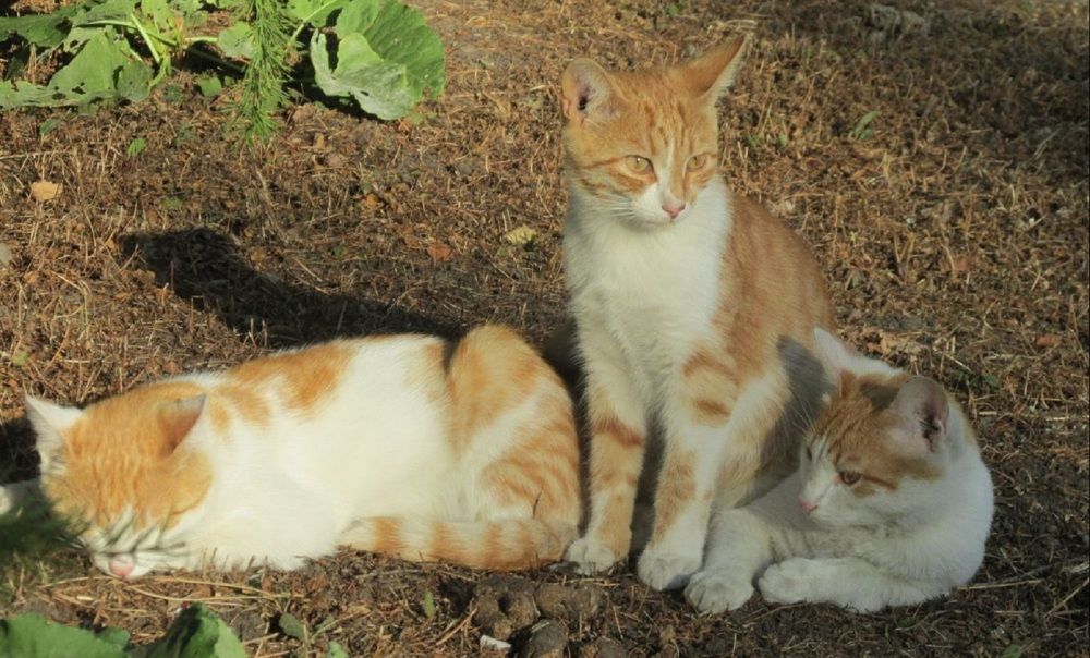 Photograph by Аlessandro