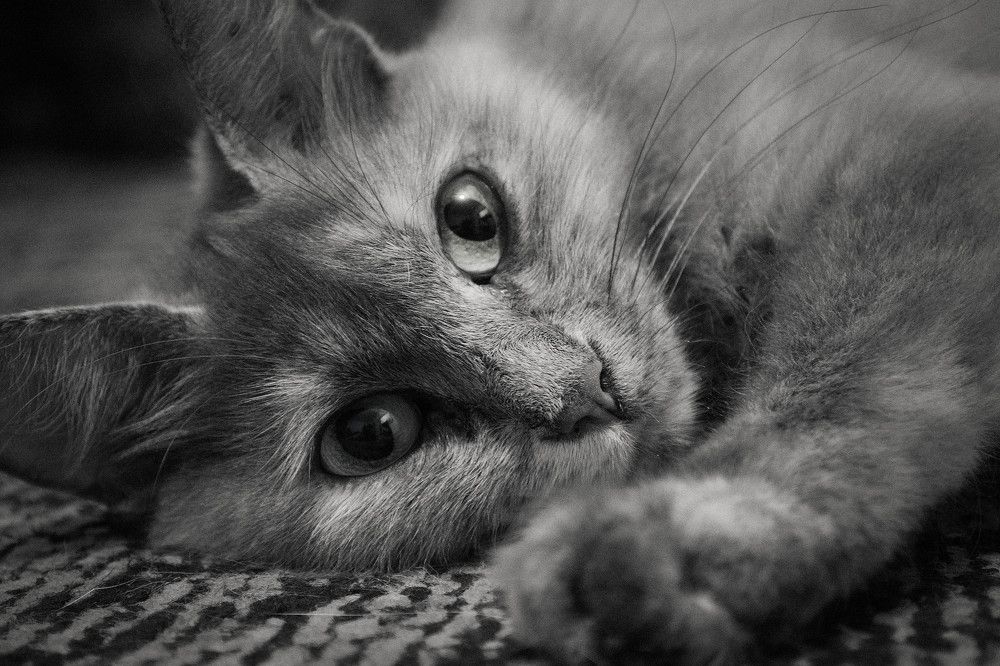 Фотография автора Ольга Колонтаева