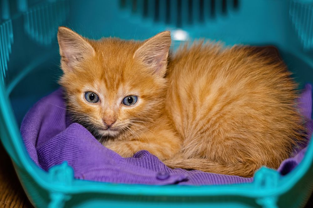 Photograph by Алексей Чеботарев