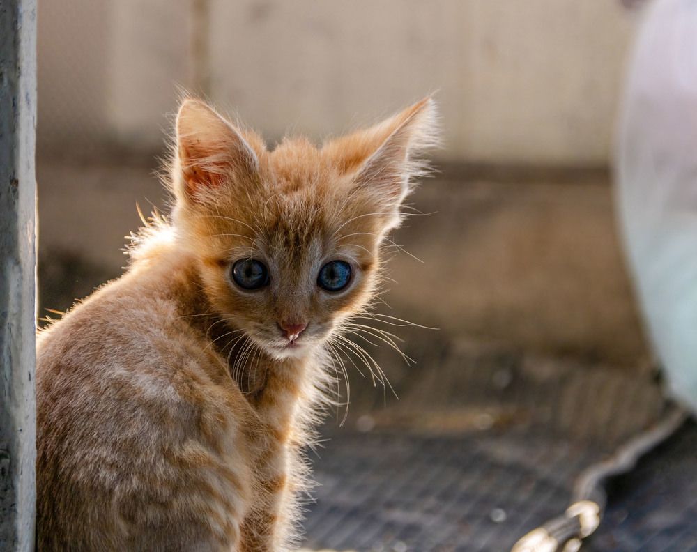 Photograph by Алексей Чеботарев