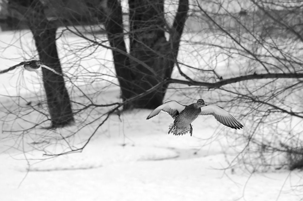 Photograph by Евгений Беленков