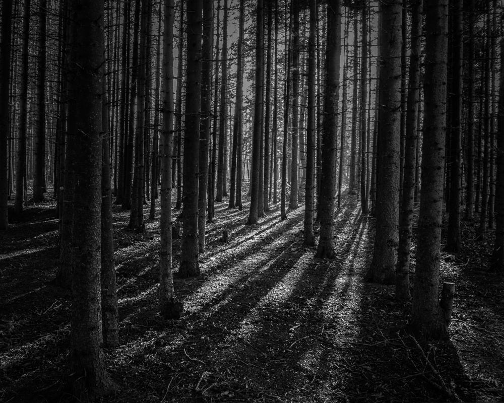 Photograph by Elena Lopatina