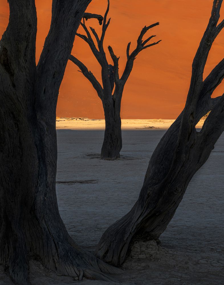 A forest frozen in time