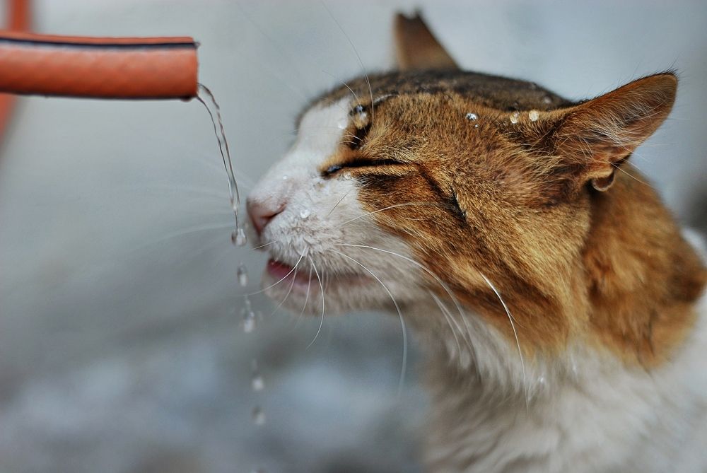 Photograph by Süleyman Ülker