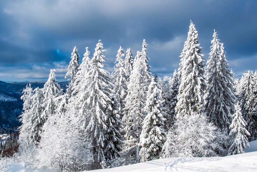 Photograph by Диана Бородзе