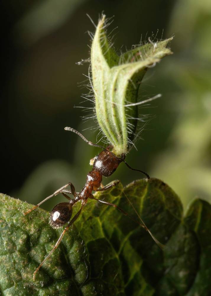 Муравьи собирают цветы