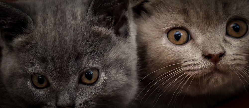 Photograph by Виктория Янушанис