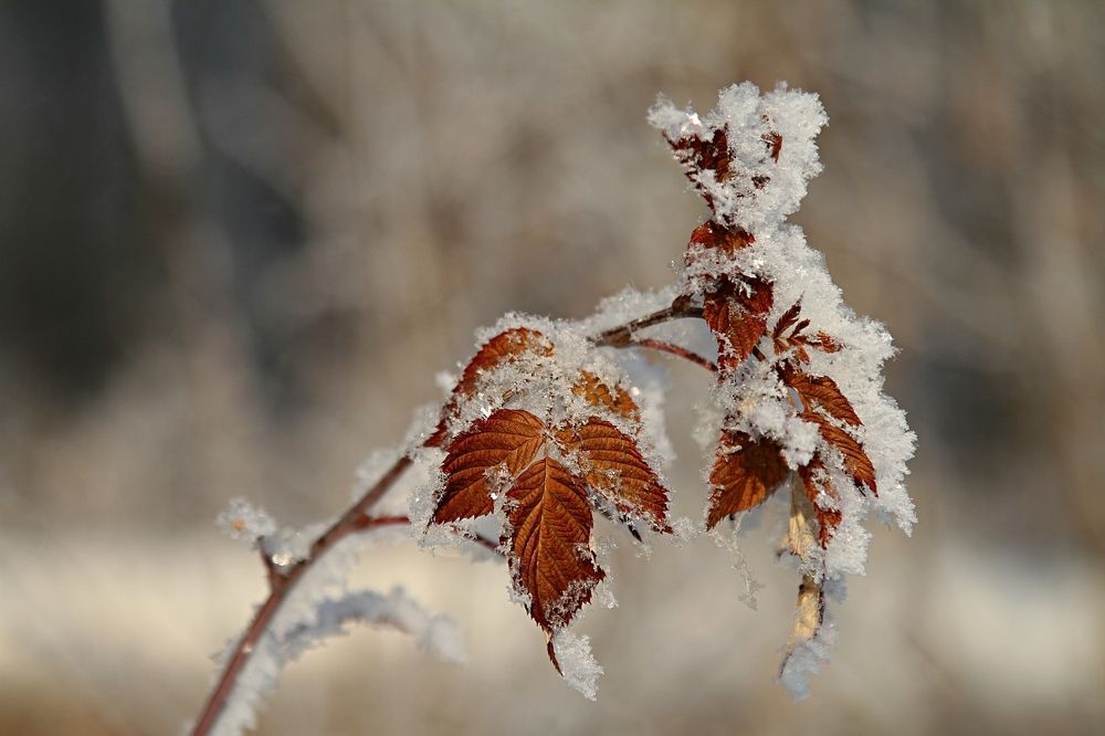 Photograph by Ольга Глухарёва