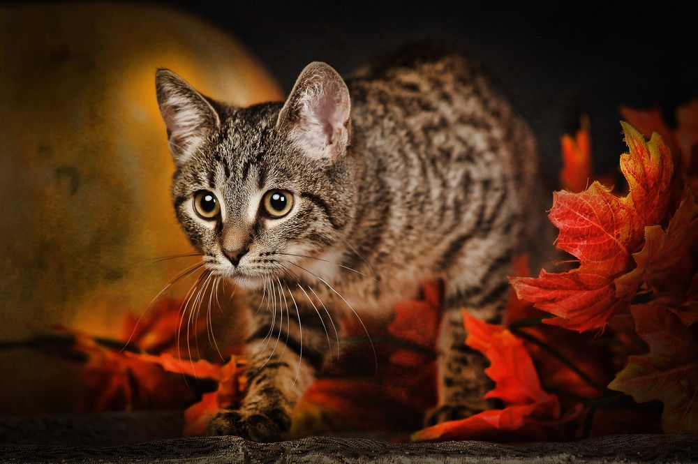 Photograph by Анна Кривицкая