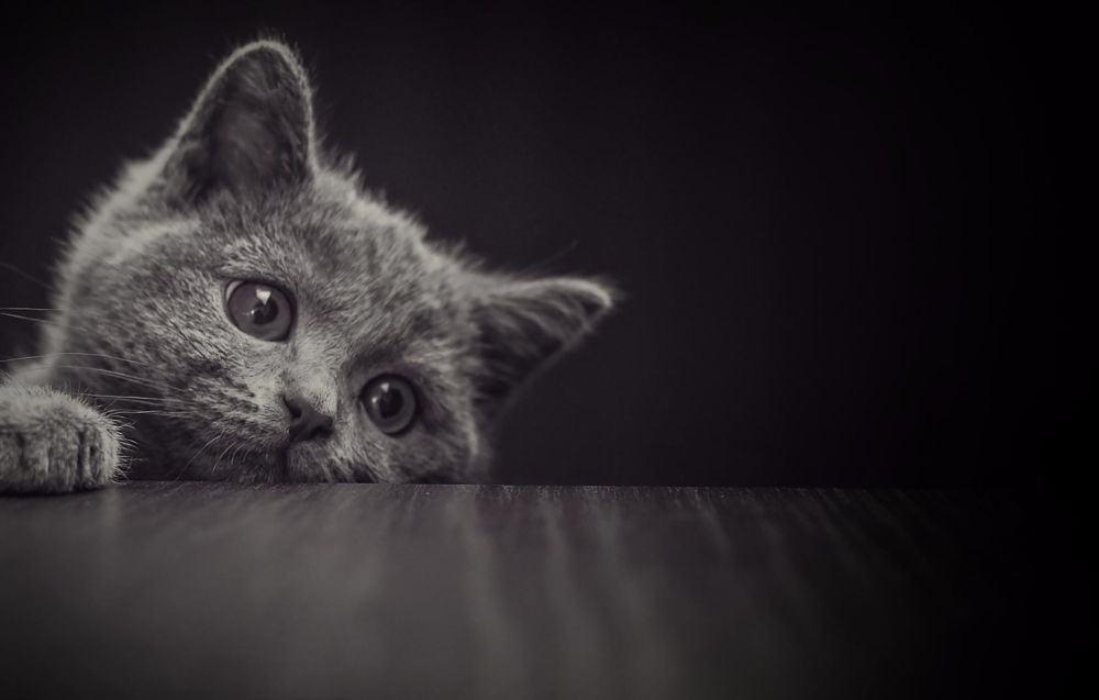 Photograph by Oleg Suhenko