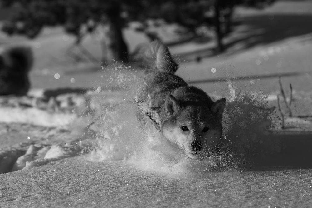 Взрывая снег