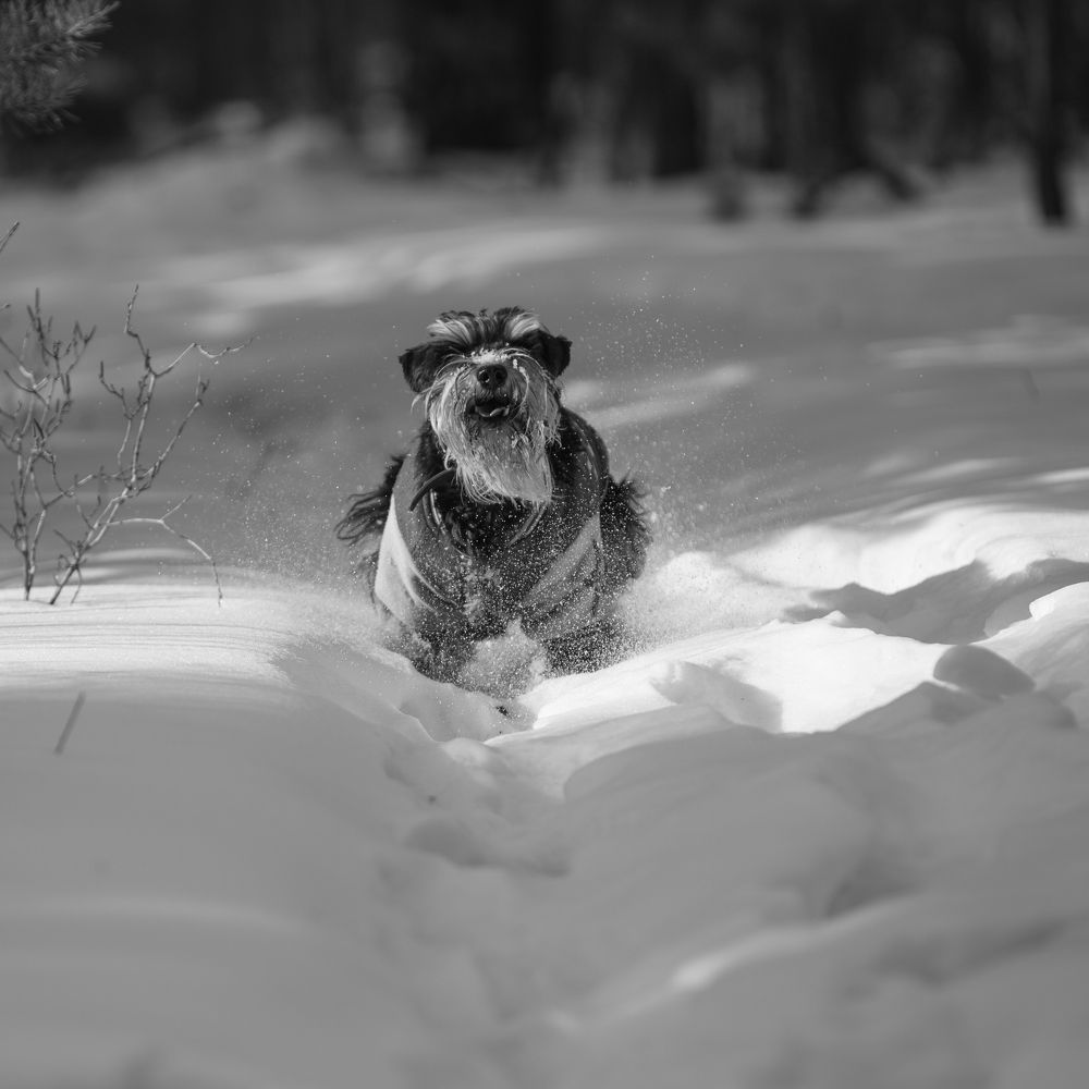 Сквозь снега