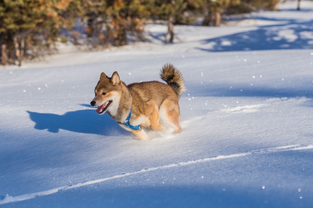 Захожу на вираж