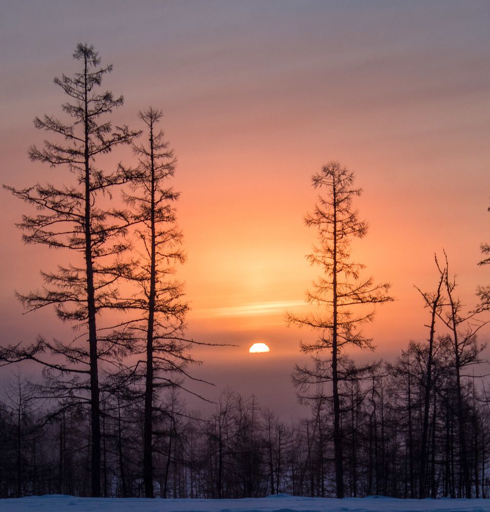 Рассвет в тайге