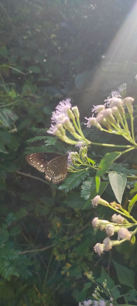 Photograph by ALEX ALFRED AMBIKA