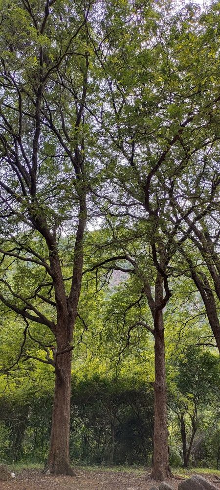 Photograph by ALEX ALFRED