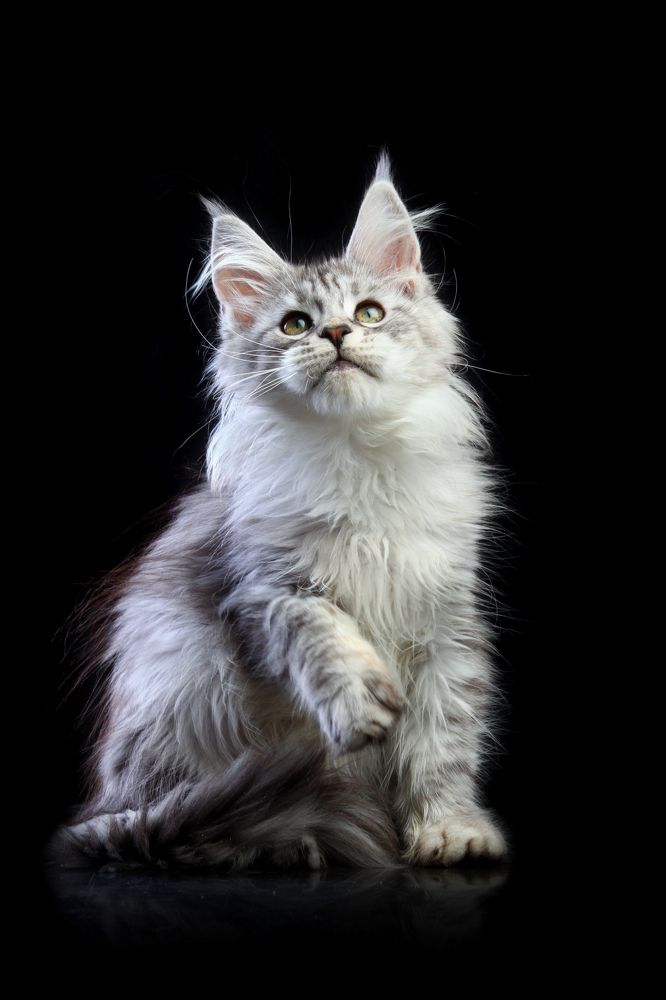 Laiza of Gross Team, Maine coon