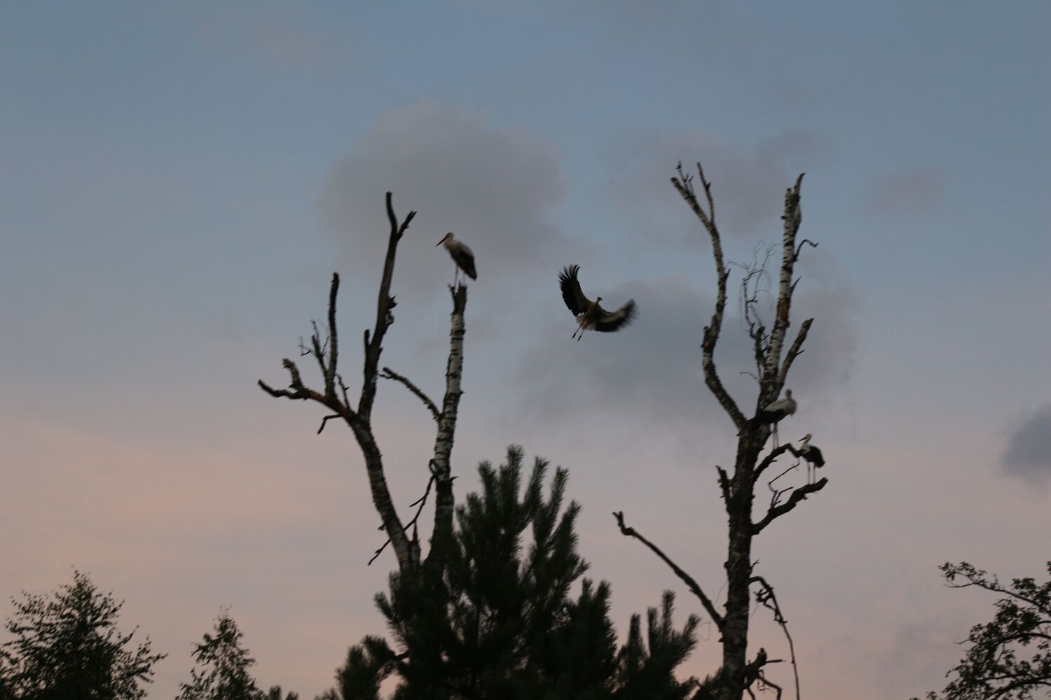 Photo #8734309