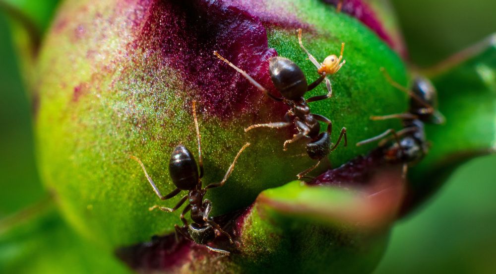 Photograph by Игорь Еремеев