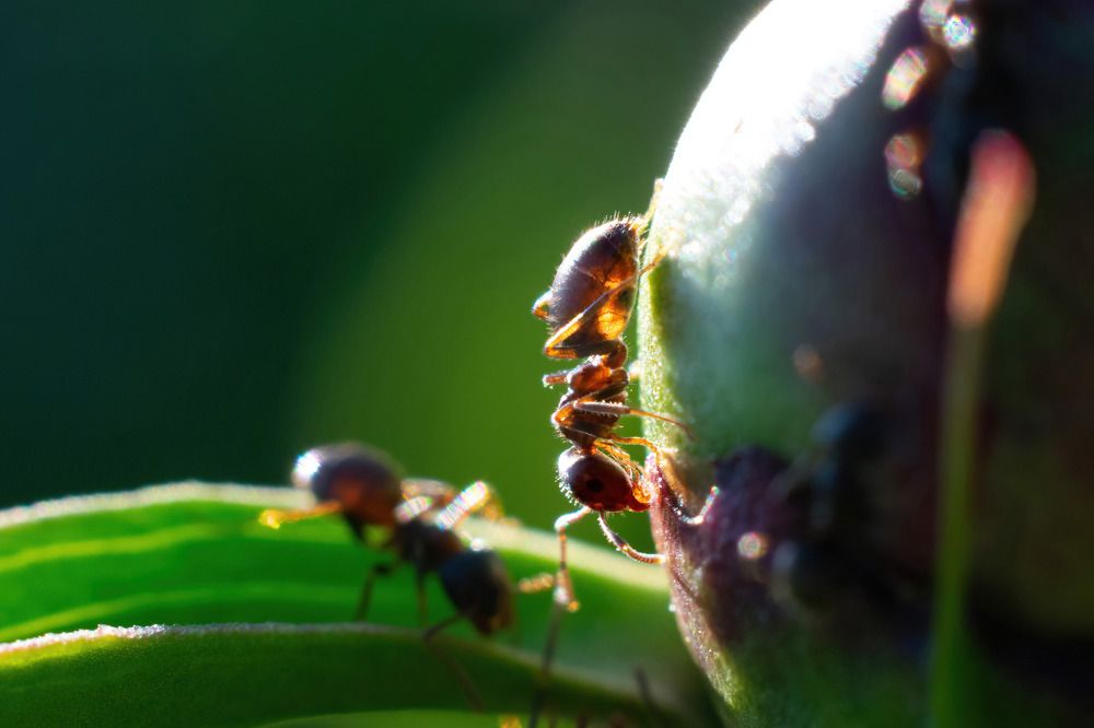 Photograph by Игорь Еремеев