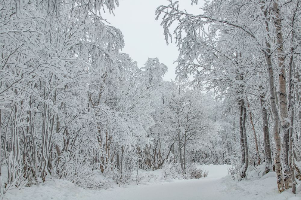 Зимняя сказка